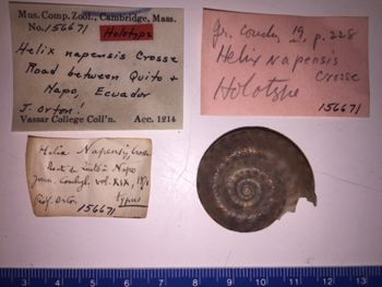 Media type: image; Malacology 156671 Description: image of specimen labels;